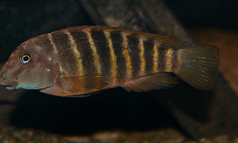 Eretmodus marksmithi 'Rumonge'